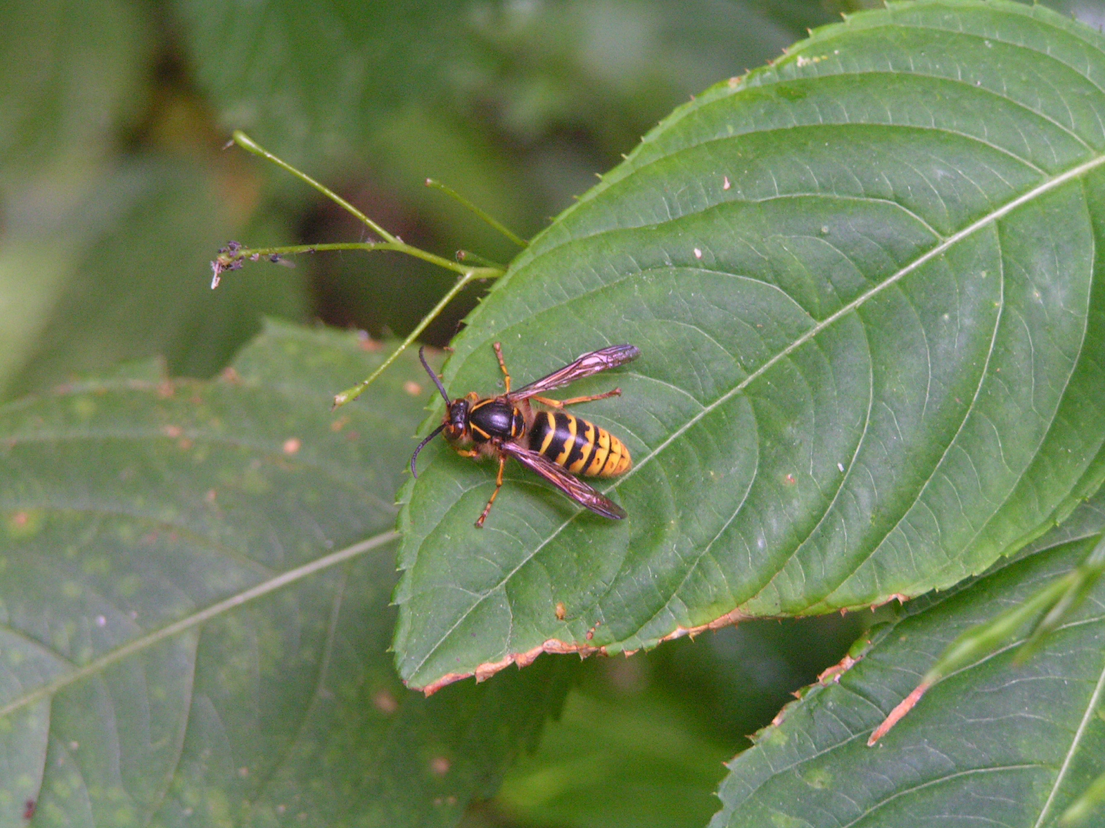 avispa común