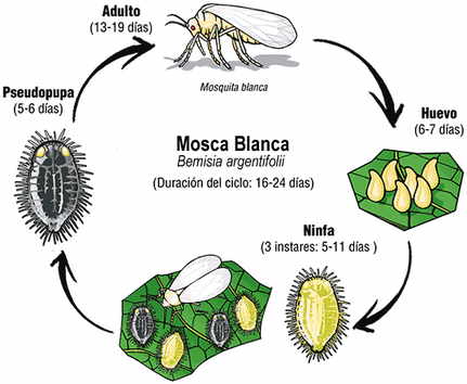 Cochinilla blanca