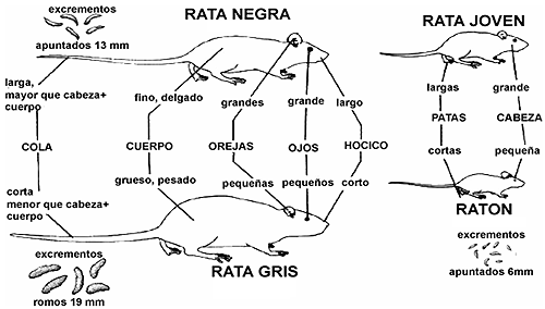 morfología ratas