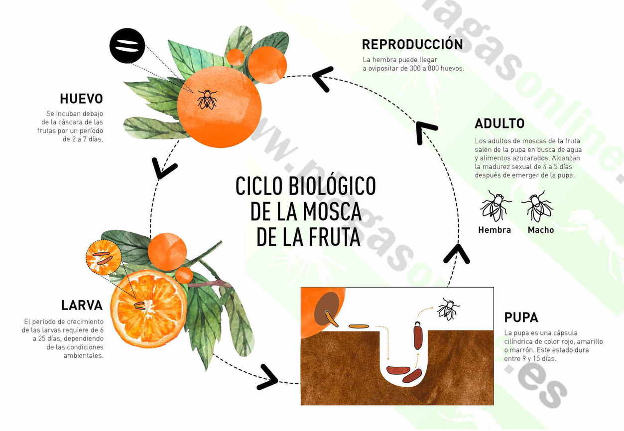 Como eliminar las moscas de la fruta? Productos y Consejos