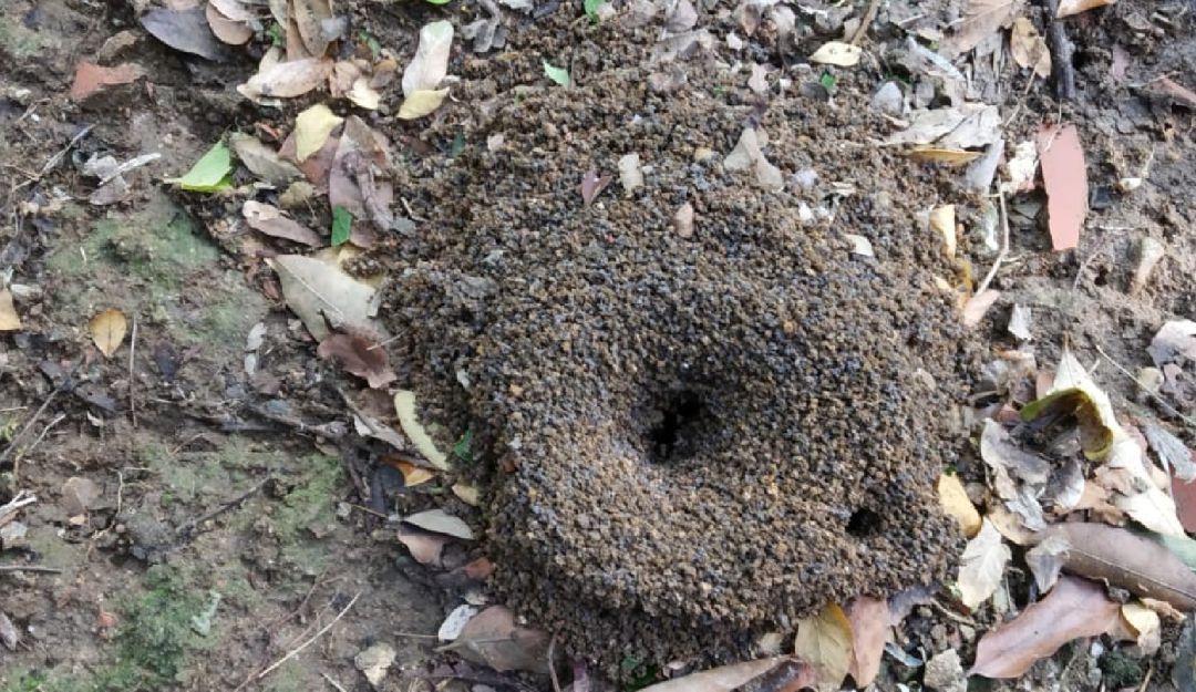 nido de hormigas