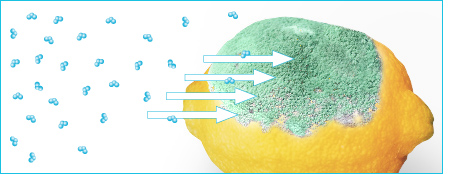 principio activo ozono elimina hongos.jp