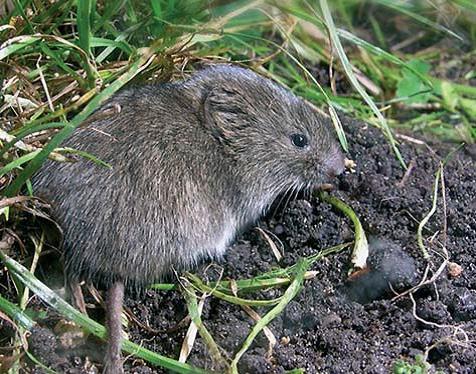 Como Eliminar Ratas, actúa con efectividad - Iluroplagas