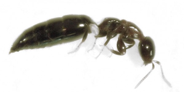 Scleroderma Doméstica