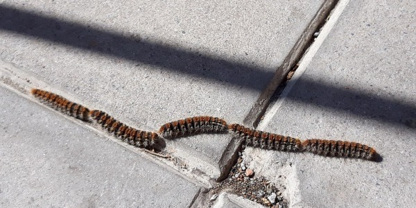 Oruga Procesionaria
