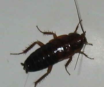 Cucaracha Negra