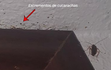 Caca de Cucaracha
