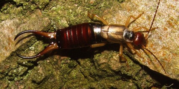 Cortapichas, tijereta, de donde salen los cortapichas, ¿Cómo eliminar las tijeretas de la casa?