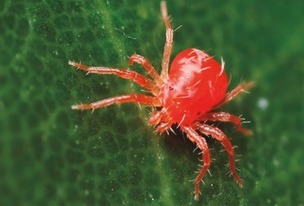 Araña roja pequeña (tetranychus urticae)
