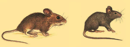 ¿Cómo matar Ratones?