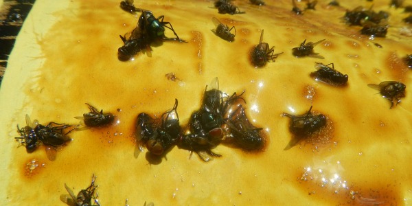 Trampas para Moscas Caseras