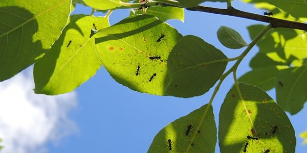 Como encontrar nido de hormigas en casa