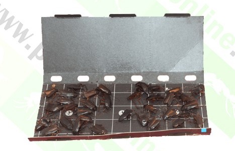 Como dar con los nidos de cucarachas: Descubre cómo encontrar y eliminar los nidos de cucarachas en tu hogar