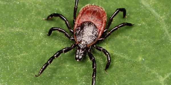 Huevos de Garrapatas