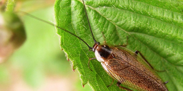 Cucarachas Voladoras