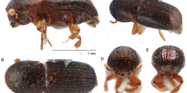 Escarabajo Ambrosia (Xylosandrus compactus) Nueva Plaga en España