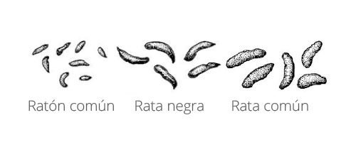 Caca de Rata y Ratones - Diferencias