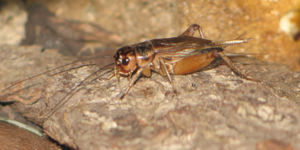 GRILLOS: Características físicas más destacadas