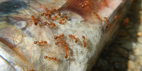 LA HORMIGA DE FUEGO CABEZA ROJA (Solenopsis Invicta)