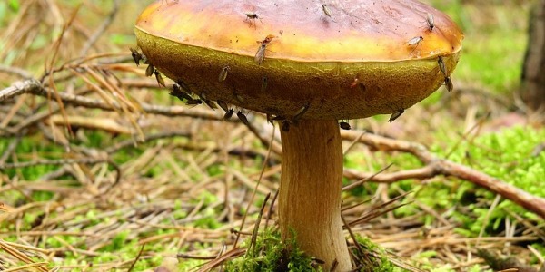 Moscas del Mantillo o Sustrato