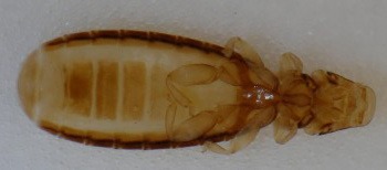 Piojos de las gallinas: Cómo Eliminar