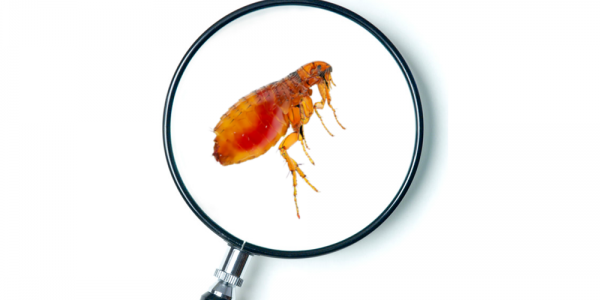 Como eliminar plagas de pulgas en casa